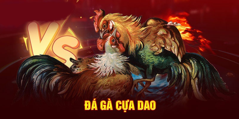 Mẹo tăng tỷ lệ chiến thắng gà cựa dao