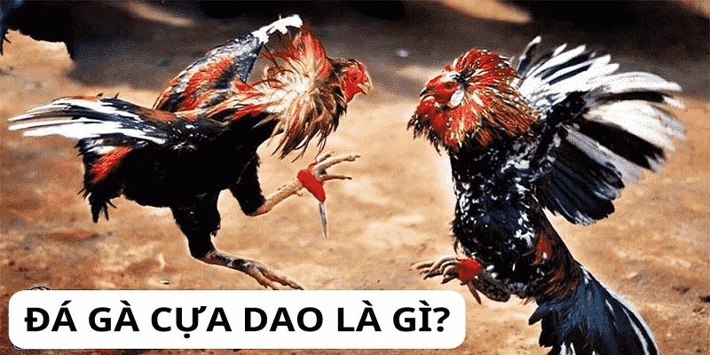 Giới thiệu đá gà cựa dao