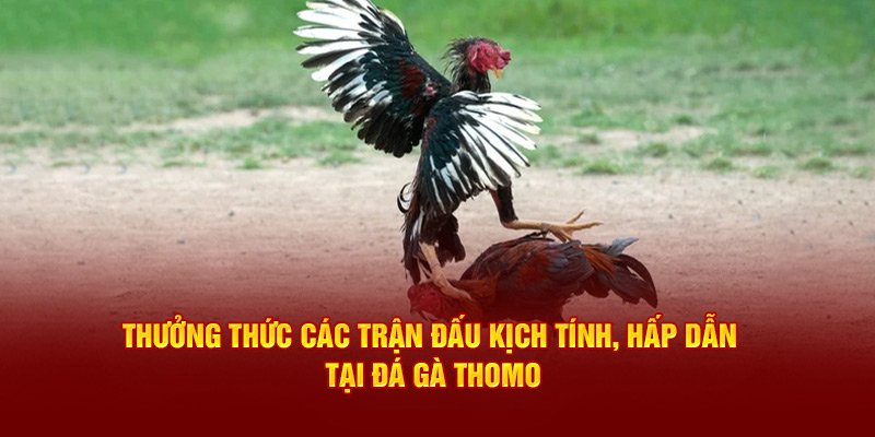 Chuẩn bị trước khi cá cược đá gà thomo