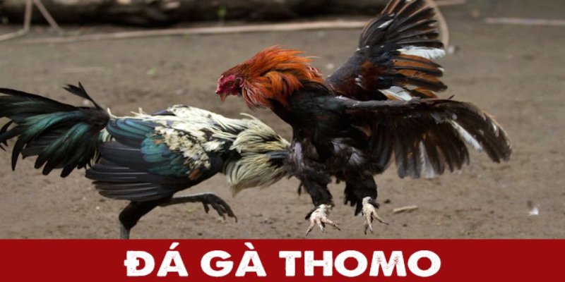 Kinh nghiệm đá gà Thomo